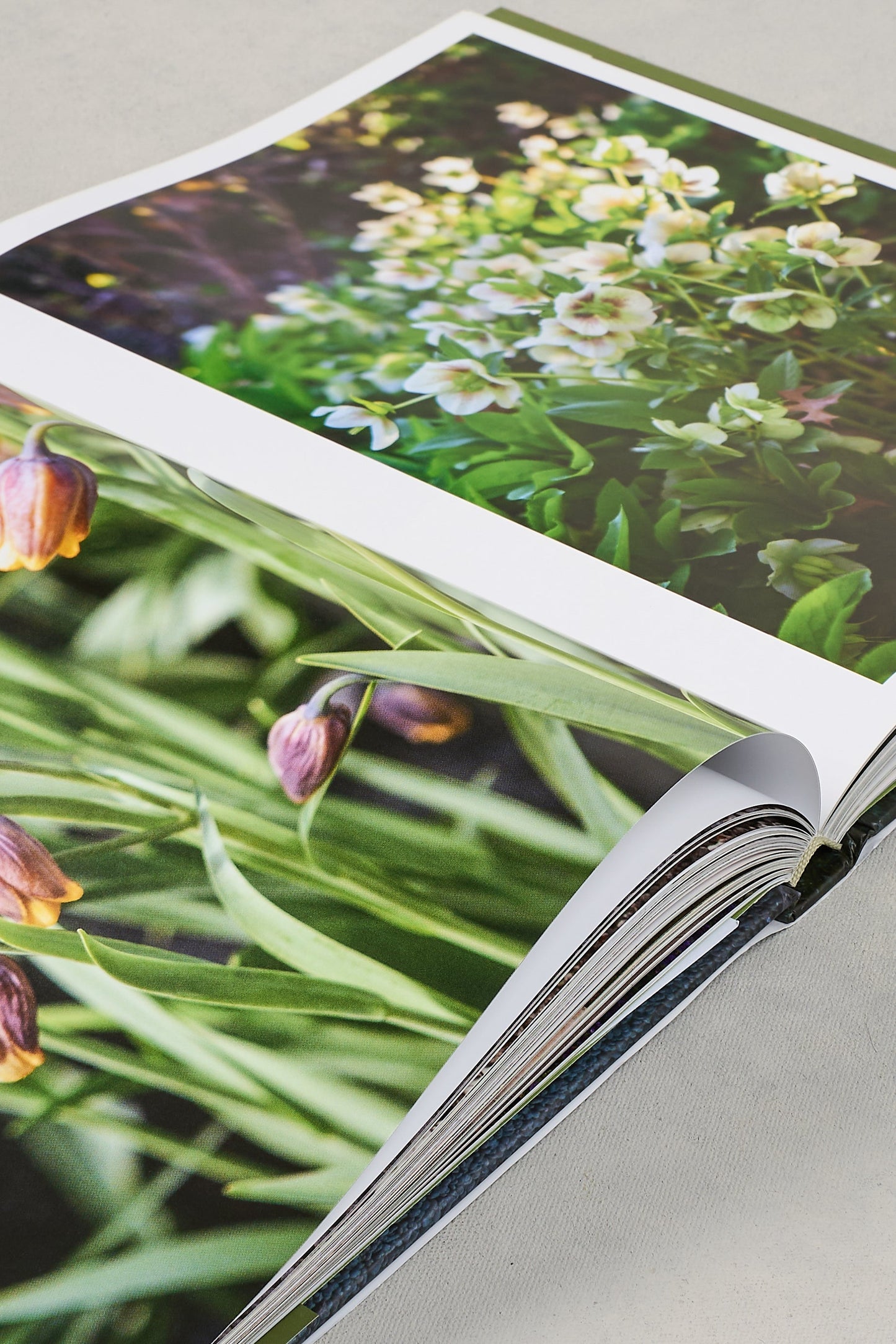 Stonefields Book